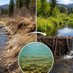 California built beaver-like dams in coho salmon creeks; at one site, mean juvenile survival rose from 8% before restoration to 60% after