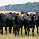 One-third of global farmland accounts for about two-thirds of agriculture-linked biodiversity and natural carbon-storage loss, a new study finds