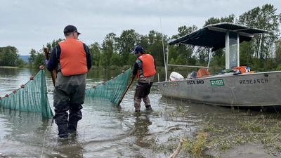 In 2020, engineers pumped 225,000 cubic yards of dredged sediment into the Columbia River; it became four new islands now being studied as salmon habitat