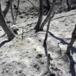 Potatoes 'boiling' in ground, livestock dead: Record heat ruins harvest in South Korea, Japan, Hong Kong
