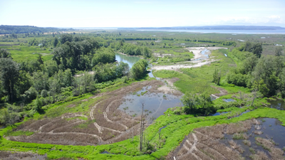 In June 2026, Washington began restoring 270 acres across two river islands; the project will reconnect the South Fork Skagit estuary to natural tides and hundreds more acres for endangered Chinook salmon