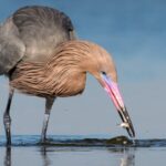 In 1923, wardens began protecting a 35-acre Texas island where the state’s last reddish egrets survived; one family lived there full time in a two-room hut, and today it holds the world’s largest nesting colony
