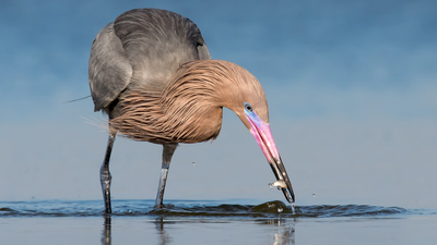 In 1923, wardens began protecting a 35-acre Texas island where the state’s last reddish egrets survived; one family lived there full time in a two-room hut, and today it holds the world’s largest nesting colony