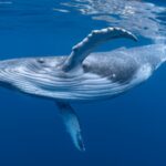 Commercial whaling killed 350,000 blue whales and 725,000 fin whales; more than 40 years later, the giants are slowly returning to the southeast Atlantic