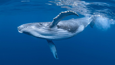 Commercial whaling killed 350,000 blue whales and 725,000 fin whales; more than 40 years later, the giants are slowly returning to the southeast Atlantic