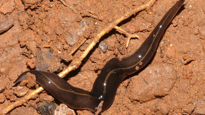 In the 1990s, a predatory flatworm was released in Samoa to control giant African snails; it later became linked to the decline and extinction of native island snails