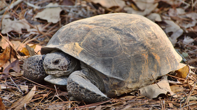 Mississippi landowners restored woodland for gopher tortoises; two decades later the same habitat became a release site for nearly 500 endangered frogs