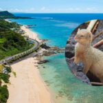 In 1979, about 30 mongooses were released on Japan’s Amami Oshima to control habu snakes; their population later grew to roughly 10,000 and threatened rare wildlife, but after decades of trapping Japan declared them eradicated in 2024