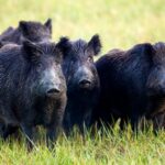 In 2005, California began eradicating 5,036 feral pigs from Santa Cruz Island as part of a wider fox recovery effort; by 2015 its native fox population had risen from under 70 to about 2,100