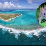 Midway Atoll eradicated invasive rats after Bonin petrels had fallen to fewer than 5,000 nesting pairs; by 2008 the seabird colony had rebounded to more than 135,000 pairs