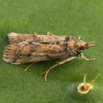 A cactus-eating moth released on Caribbean islands as biological control later reached Florida; since appearing there in 1989 it has spread west to Texas and become a threat to native prickly pears