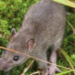 Alaska eradicated rats from a 6,869-acre Aleutian island more than two centuries after they arrived in a shipwreck; within two years some native bird populations had increased 200% or more and missing seabirds began returning