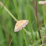In 1952, one of England’s rarest moths was last recorded at a Northumberland estate; more than 70 years later, conservationists returned after the landscape was restored and found a hidden population within 10 minutes
