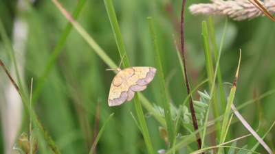 In 1952, one of England’s rarest moths was last recorded at a Northumberland estate; more than 70 years later, conservationists returned after the landscape was restored and found a hidden population within 10 minutes
