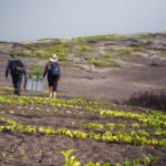 In 2007, only 6 Galápagos snapdragons were known to survive on remote lava fields; after conservationists planted 94 nursery-grown shrubs, the wild adult population has grown to 28