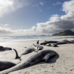 Researchers examined pilot whales stranded around Hawaii over 13 years; 3 had swallowed up to 12 pounds of marine debris, including as many as 35,543 pieces of plastic in a single stomach