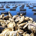 Thieves stole 400,000 juvenile oysters worth about $350,000 from an Australian farm; the grower says a third of his stock is gone and the theft has set him back two to three years