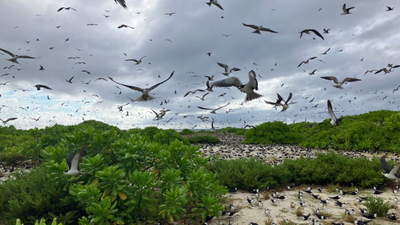In 1967, Guy Savy and a partner bought a degraded Seychelles island; after restoring nesting habitat, its sooty tern colony rose from under 20,000 pairs to about 700,000