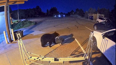 Colorado has logged more than 7,000 bear sightings in 2026, topping its previous full-year record as hungry bears increasingly enter homes, shops and towns across the US West
