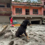 Nepal tragedy: Owners missing, dog refuses to leave flood-hit Trishuli home