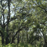 In 2005, a couple bought a 2,300-acre Napa ranch for $8 million; after a 17-year battle over plans for vineyards, the land was bought for $24 million and is becoming a public preserve