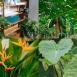 7 surprisingly 'big' plants you can grow on your balcony with the right care