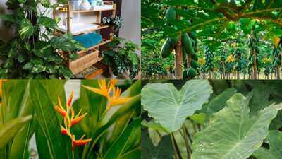 7 surprisingly 'big' plants you can grow on your balcony with the right care