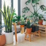 5 budget-friendly DIY entryway decor ideas using just plants and decorative pots that instantly upgrade the home