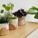 Diy Hacks For Plant Corners: 5 easy DIY hacks to create a luxury plant corner without spending a fortune |
