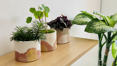 Diy Hacks For Plant Corners: 5 easy DIY hacks to create a luxury plant corner without spending a fortune |
