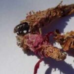 This insect makes a house of silk and leaves and then carries it everywhere on its back for safety