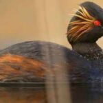 An English dumping ground for canal dredgings was restored as wetland; black-necked grebes rose from 4 breeding pairs to 35 in two years, and it now holds 64% of the UK population