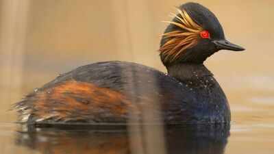 An English dumping ground for canal dredgings was restored as wetland; black-necked grebes rose from 4 breeding pairs to 35 in two years, and it now holds 64% of the UK population