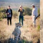 A South African couple combined 11 former livestock farms into a 67,000-acre reserve, restored the land and brought cheetahs back to the Great Karoo after 130 years