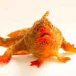 Meet the red handfish, the critically endangered 'walking' fish that became Photo Ark's 18,000th species