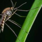 A dose of insecticide killed 97.91% of mosquitoes that spread dengue; a tiny fraction that survived has researchers in Delhi worried