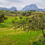 Around 150 BCE, Aksum rose along Red Sea trade routes; researchers say surviving Tigray grapevines may preserve part of that ancient agricultural legacy
