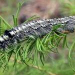A moth outbreak has killed off forests across Siberia, now the flammable wood is causing wildfires that humans are unable to contain