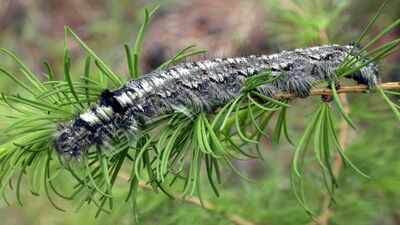 A moth outbreak has killed off forests across Siberia, now the flammable wood is causing wildfires that humans are unable to contain