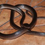 A new snake species discovered in the jungle has been named after Guns N’ Roses guitarist Slash; here’s why scientists chose the rock star’s name