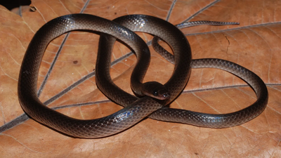 A new snake species discovered in the jungle has been named after Guns N’ Roses guitarist Slash; here’s why scientists chose the rock star’s name