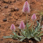 A rare Australian plant last recorded in 1967 has been found alive in remote Queensland after nearly six decades
