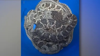 A Texas homeowner thought they had a snake problem. Then more than 20 rattlesnakes emerged from beneath the house