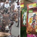Why Pakistan’s donkeys are becoming valuable in China: What is driving a surprising demand for the humble animal
