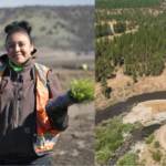 After America's largest dam removal, the Yurok Tribe is bringing an entire river back to life by planting millions of native seeds
