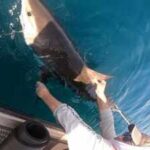 US scientists are tagging sharks with ocean sensors; every time they surface, data is sent by satellite to help forecast how strongly hurricanes may intensify