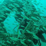 In 2018, Florida opened America’s first permanent underwater sculpture garden 58 feet below the Gulf; it has grown into a living reef where more than 100 species have been documented