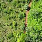 In 1998, Costa Rica spread 12,000 tonnes of orange waste over degraded pasture; 16 years later, tree diversity had tripled and forest biomass was 176% higher