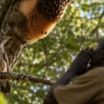 African honeyguide birds recognise local calls from honey hunters to help find hidden bee nests