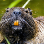 After disappearing for decades, seven beavers returned to California's Tule River and began restoring the landscape